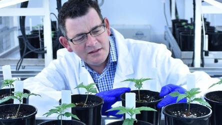 Premier Andrews confused cannabis with cannabidiol.